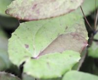 Attractive brown marked foliage